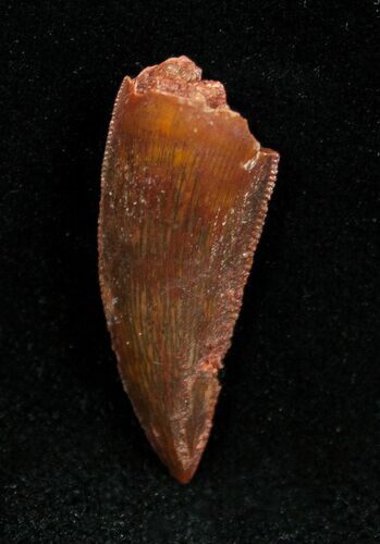 Dromaeosaur/Raptor Tooth From Morocco #1337